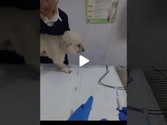 Bagaimana Cara Menempatkan Tabung Endotracheal pada Anjing?