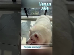 Bagaimana cara membalut kaki hewan peliharaan Anda?